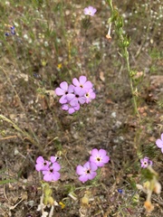 Leptosiphon montanus