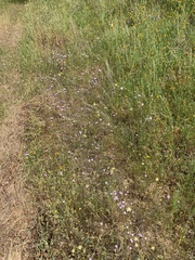 Leptosiphon montanus