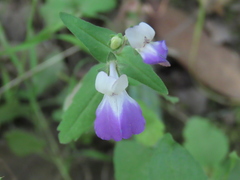 Collinsia multicolor