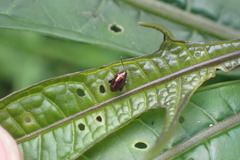 Psylliodes brettinghami