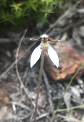 Eriochilus collinus collinus