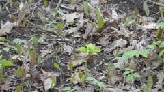 Trillium grandiflorum