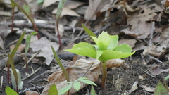 Trillium grandiflorum