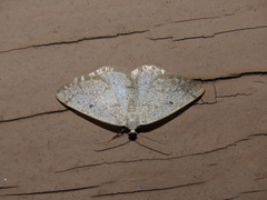 Lomographa glomeraria