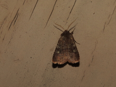 Cerastis tenebrifera