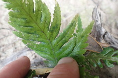 Pteris carsei