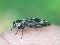 Agrilus lecontei