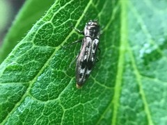 Agrilus lecontei