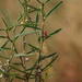 Indigofera linifolia - Photo (c) greenlapwing, μερικά δικαιώματα διατηρούνται (CC BY-ND), uploaded by greenlapwing