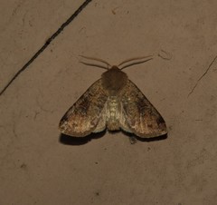 Orthosia rubescens