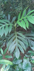 Artocarpus altilis