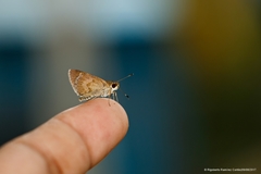 Callimormus saturnus