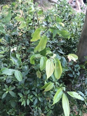 Cinnamomum osmophloeum