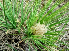 Asphodeline taurica