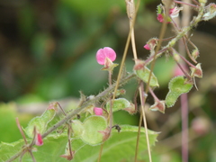 Pseudarthria viscida