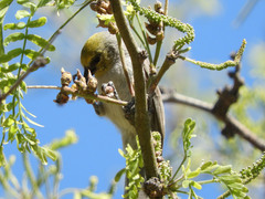 Asphondylia prosopidis