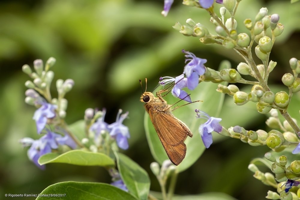 Hecebolus Skipper