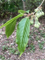 Rehderodendron