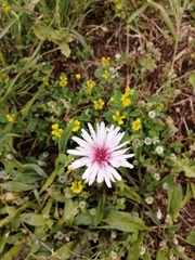 Crepis rubra