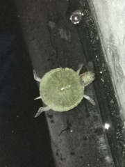 Trachemys scripta elegans