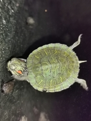 Trachemys scripta elegans