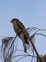 Hierococcyx sparverioides