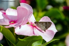 Polites vibex praeceps