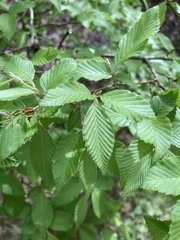 Carpinus fargesiana