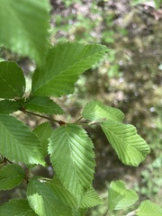 Carpinus fargesiana