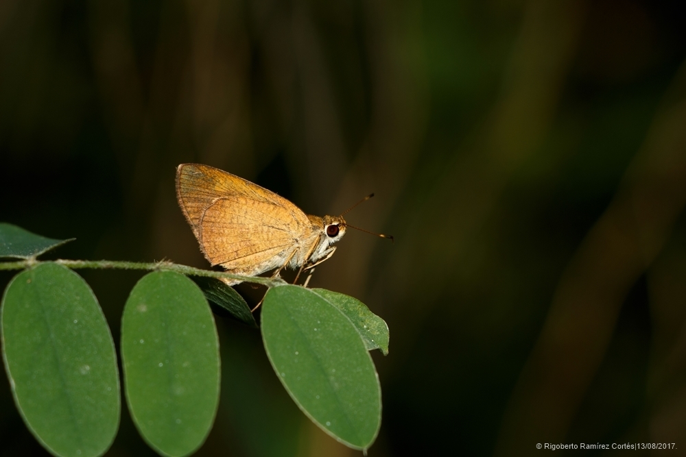 Synapte pecta