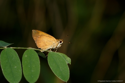 Synapte pecta