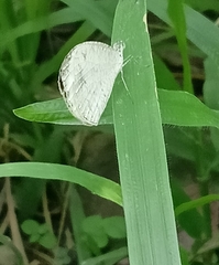 Leptosia nina