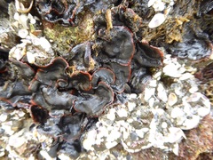 Watersipora subtorquata