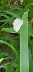 Leptosia nina