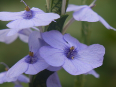 Eranthemum roseum