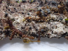 Proliferodiscus pulveraceus