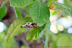 Codatractus carlos carlos