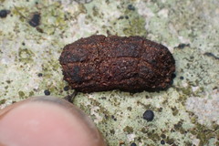 Deinacrida heteracantha