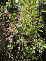 Angiospermae