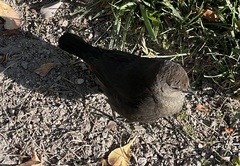 Euphagus cyanocephalus