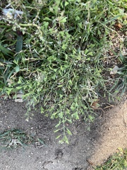 Capsella bursa-pastoris