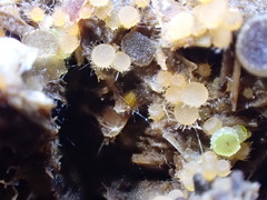 Cheilymenia stercorea