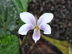 Viola pilosa