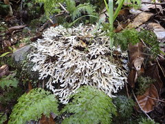 Pseudocyphellaria cinnamomea