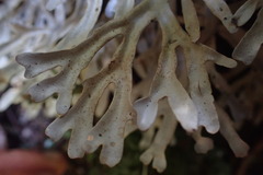 Pseudocyphellaria cinnamomea