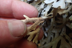 Pseudocyphellaria cinnamomea