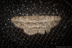 Psilalcis isombra