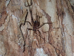 Pachyrhamma acanthocerum