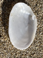 Periploma planiusculum