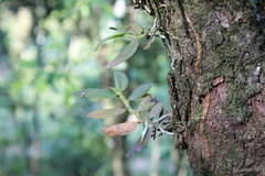 Campylocentrum micranthum